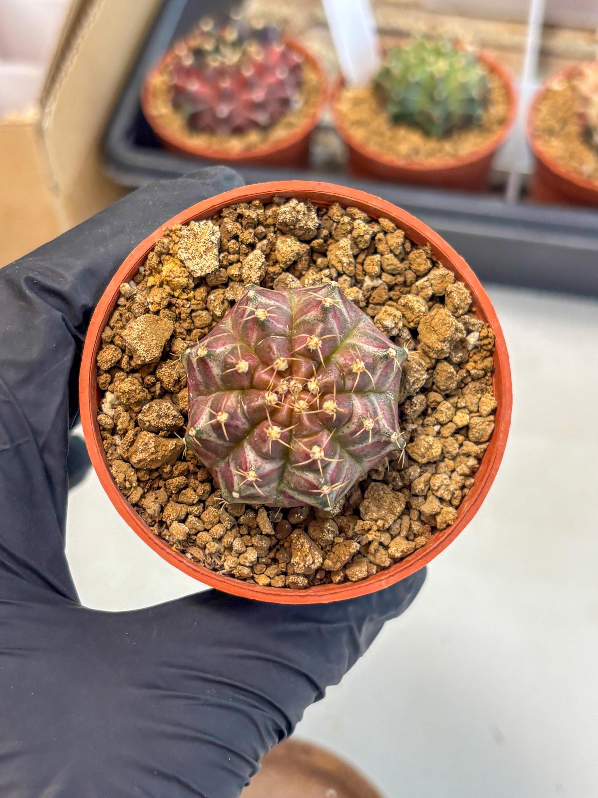 Gymnocalycium Neon (gy14) (b5) | ONLY for Advance Grower