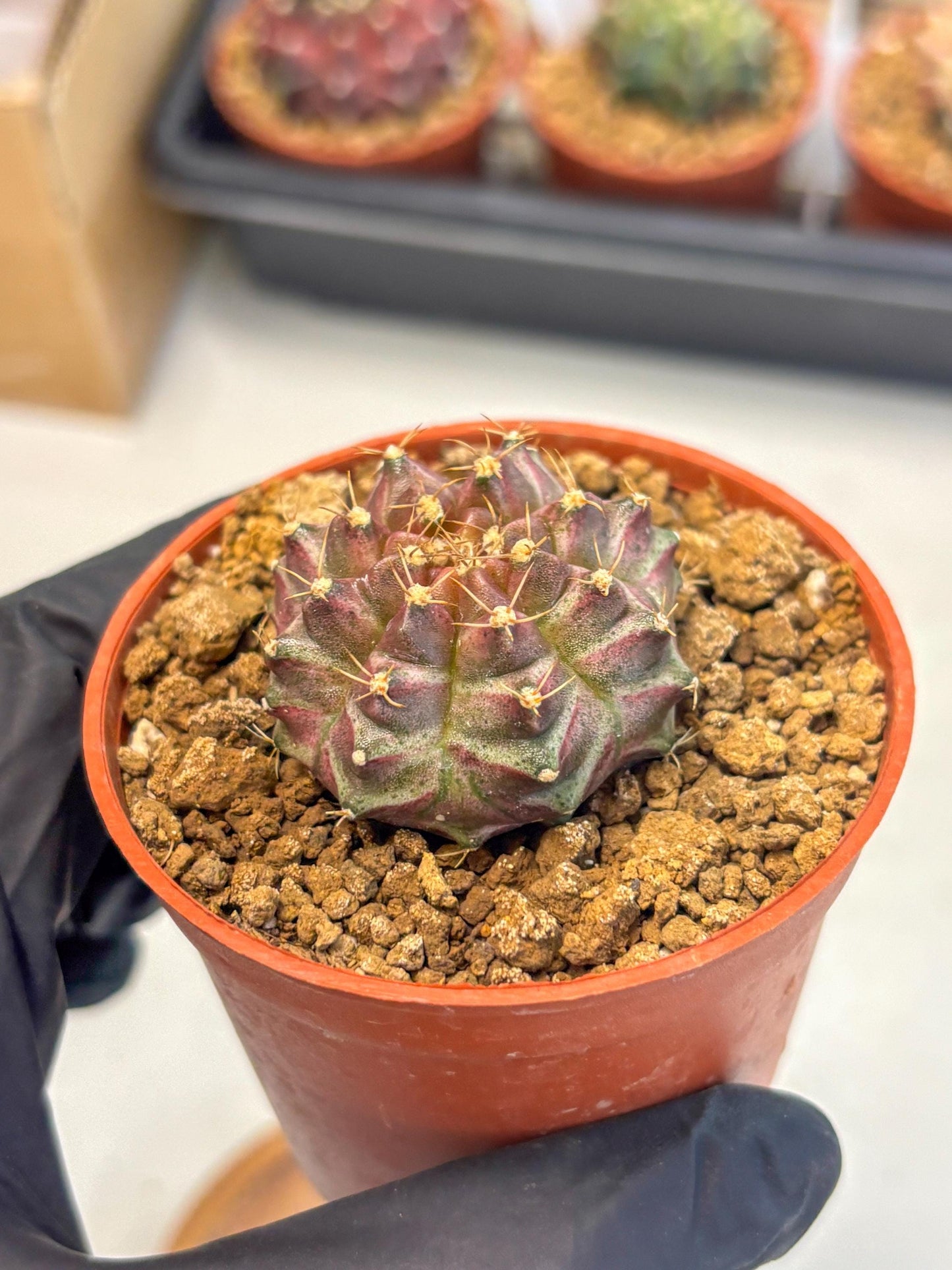 Gymnocalycium Neon (gy14) (b5) | ONLY for Advance Grower