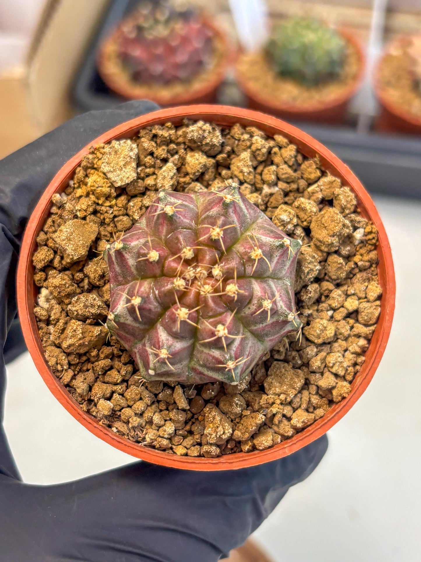 Gymnocalycium Neon (gy14) (b5) | ONLY for Advance Grower