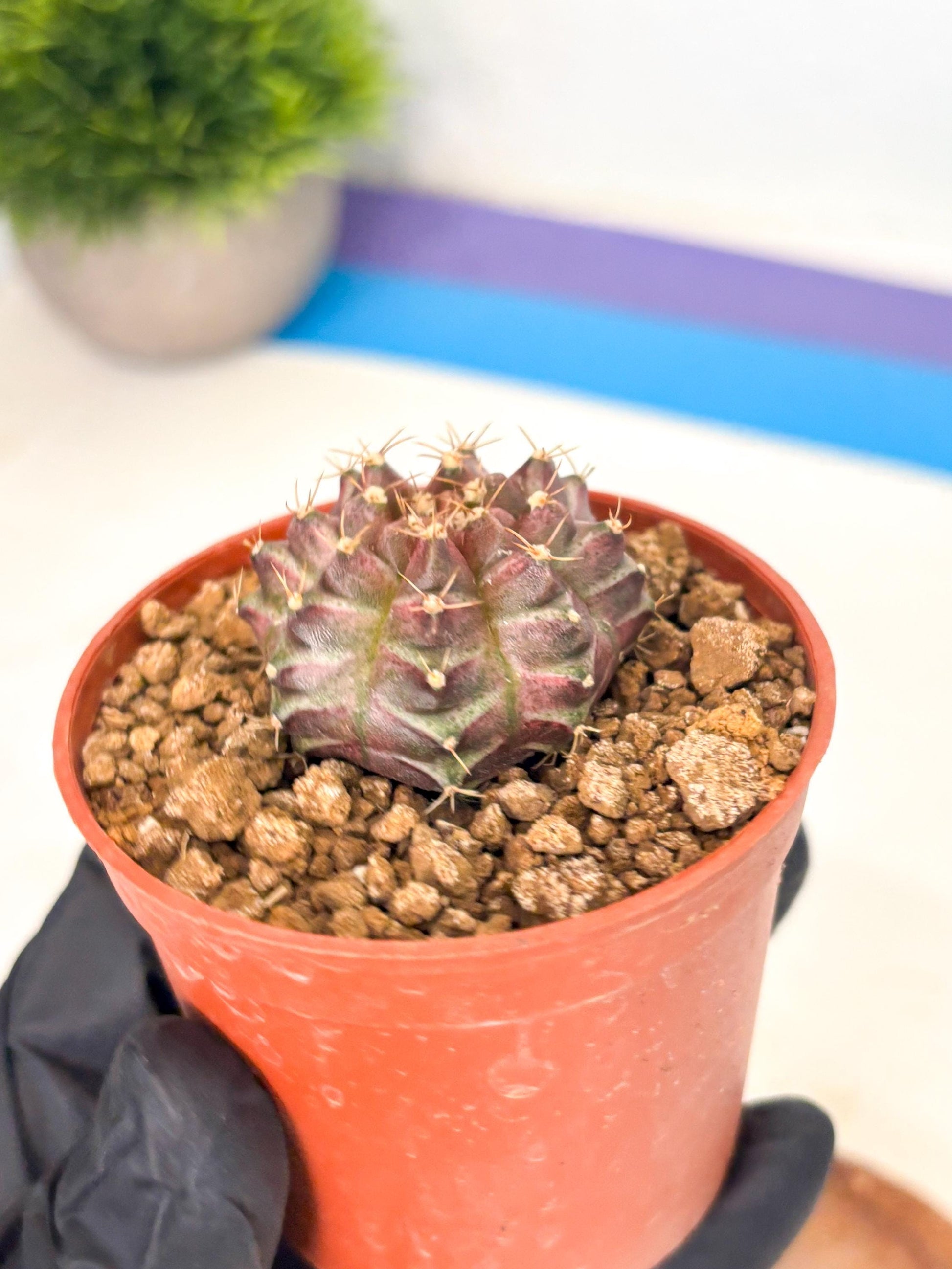 Gymnocalycium Neon (gy14) (b5) | ONLY for Advance Grower