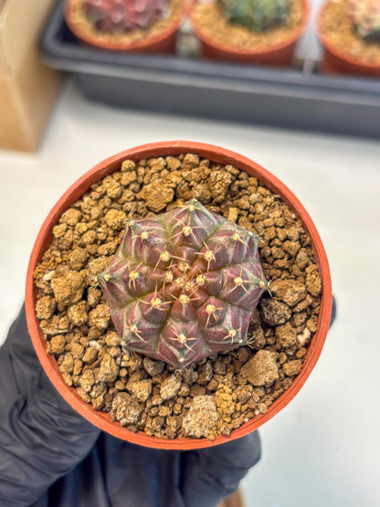 Gymnocalycium Neon (gy14) (b5) | ONLY for Advance Grower