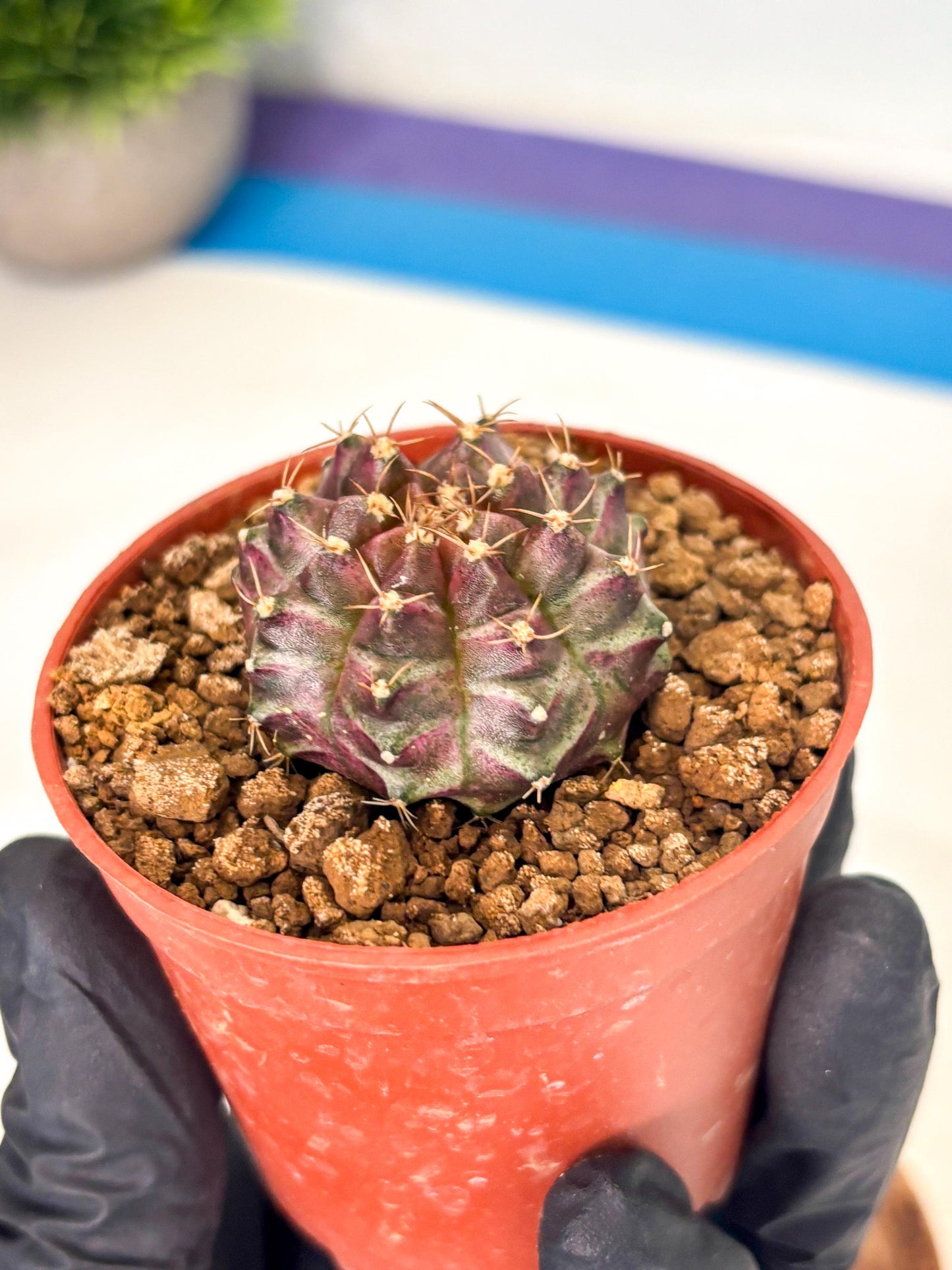 Gymnocalycium Neon (gy14) (b5) | ONLY for Advance Grower