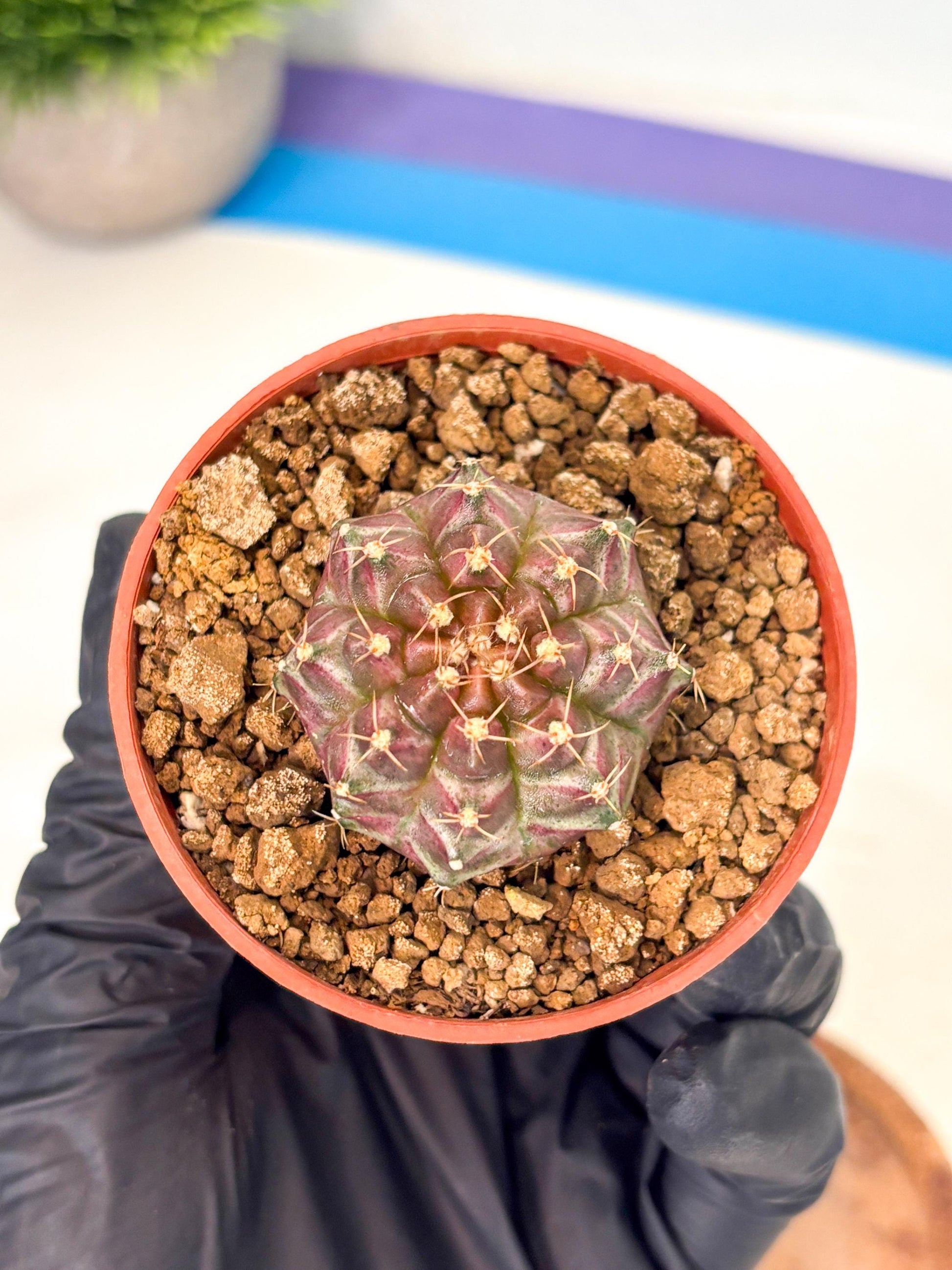 Gymnocalycium Neon (gy14) (b5) | ONLY for Advance Grower