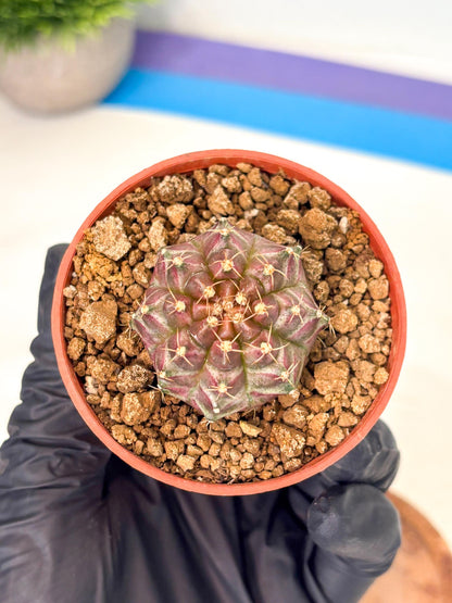 Gymnocalycium Neon (gy14) (b5) | ONLY for Advance Grower
