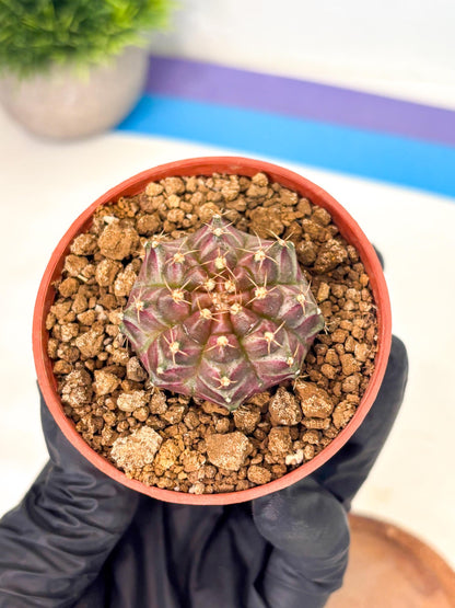 Gymnocalycium Neon (gy14) (b5) | ONLY for Advance Grower