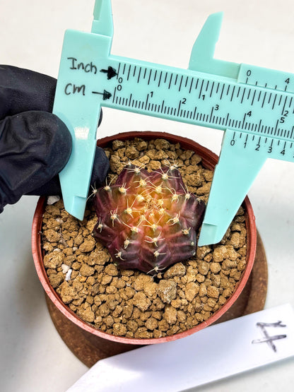 Gymnocalycium Neon (gy14) (p4) | Variegated cactus