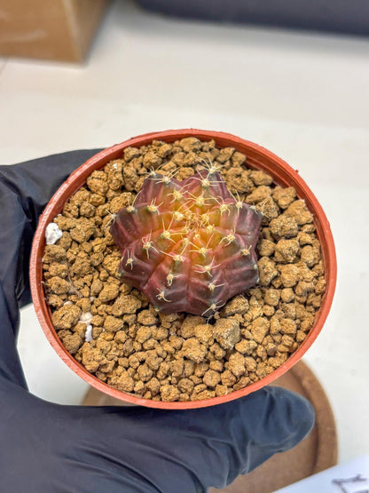 Gymnocalycium Neon (gy14) (p4) | Variegated cactus