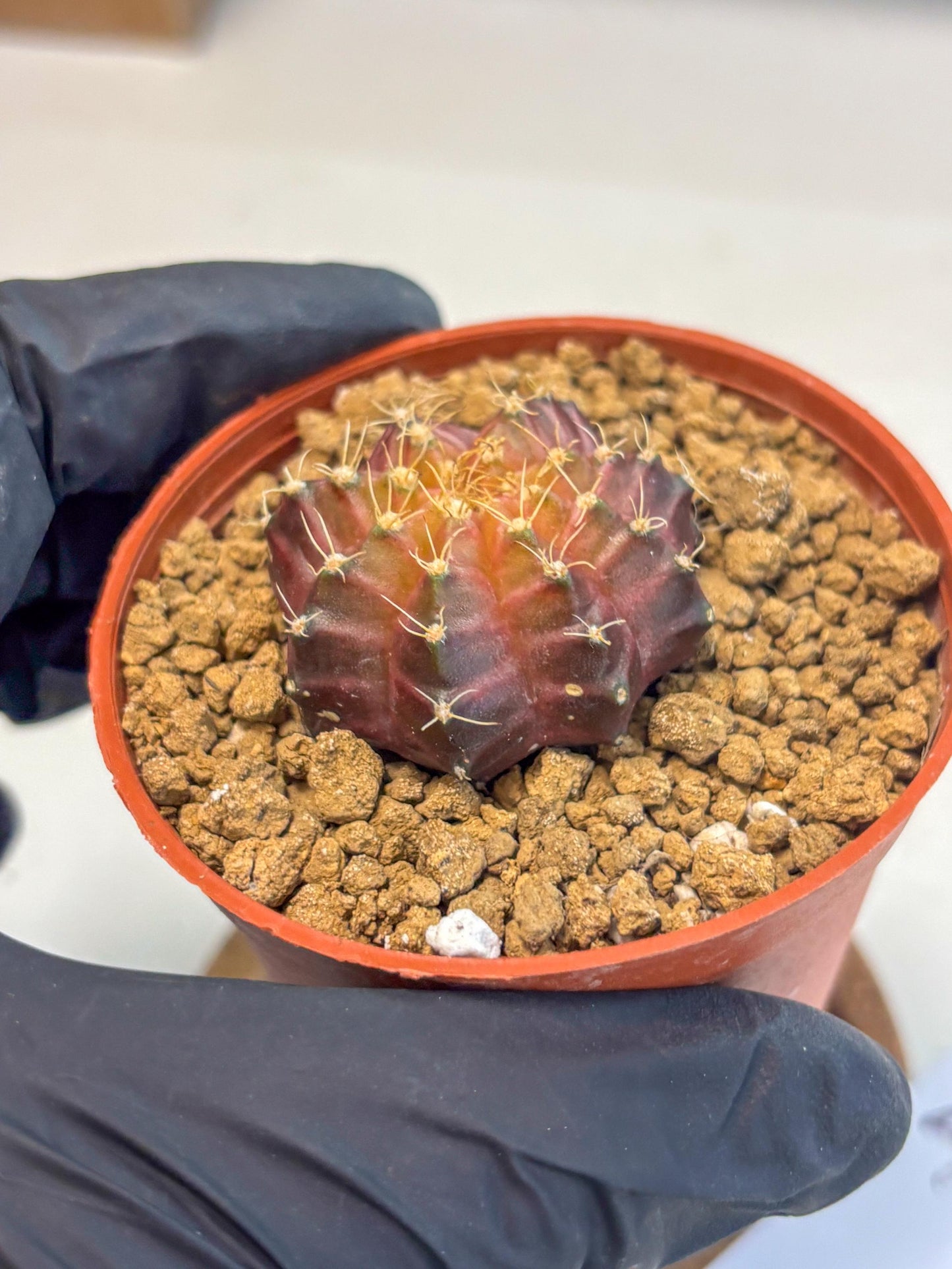 Gymnocalycium Neon (gy14) (p4) | Variegated cactus