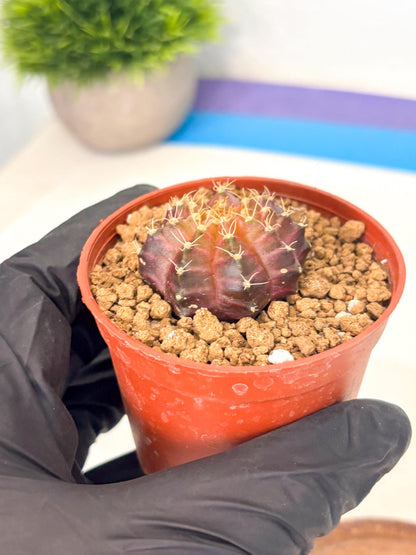 Gymnocalycium Neon (gy14) (p4) | Variegated cactus