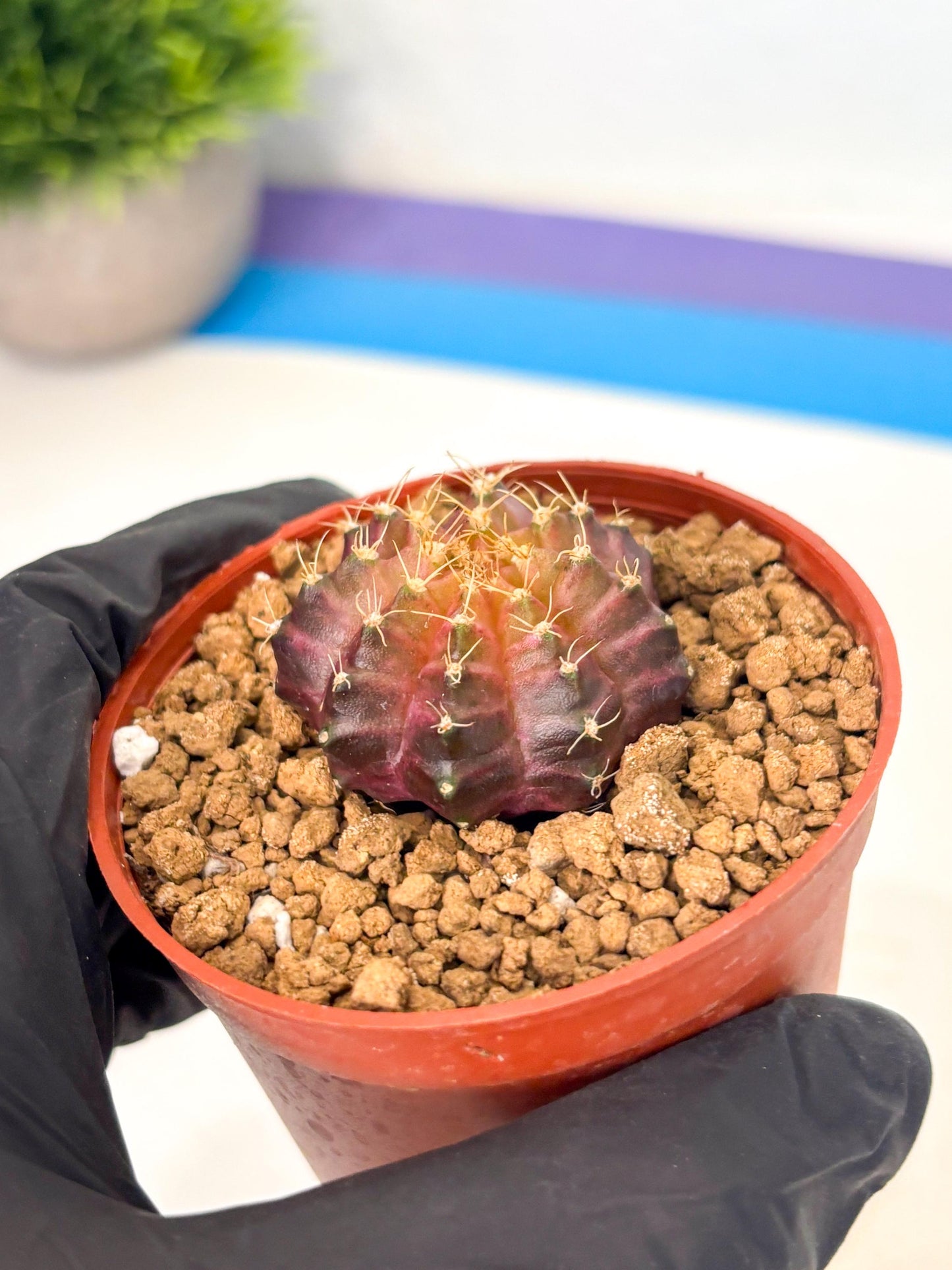 Gymnocalycium Neon (gy14) (p4) | Variegated cactus