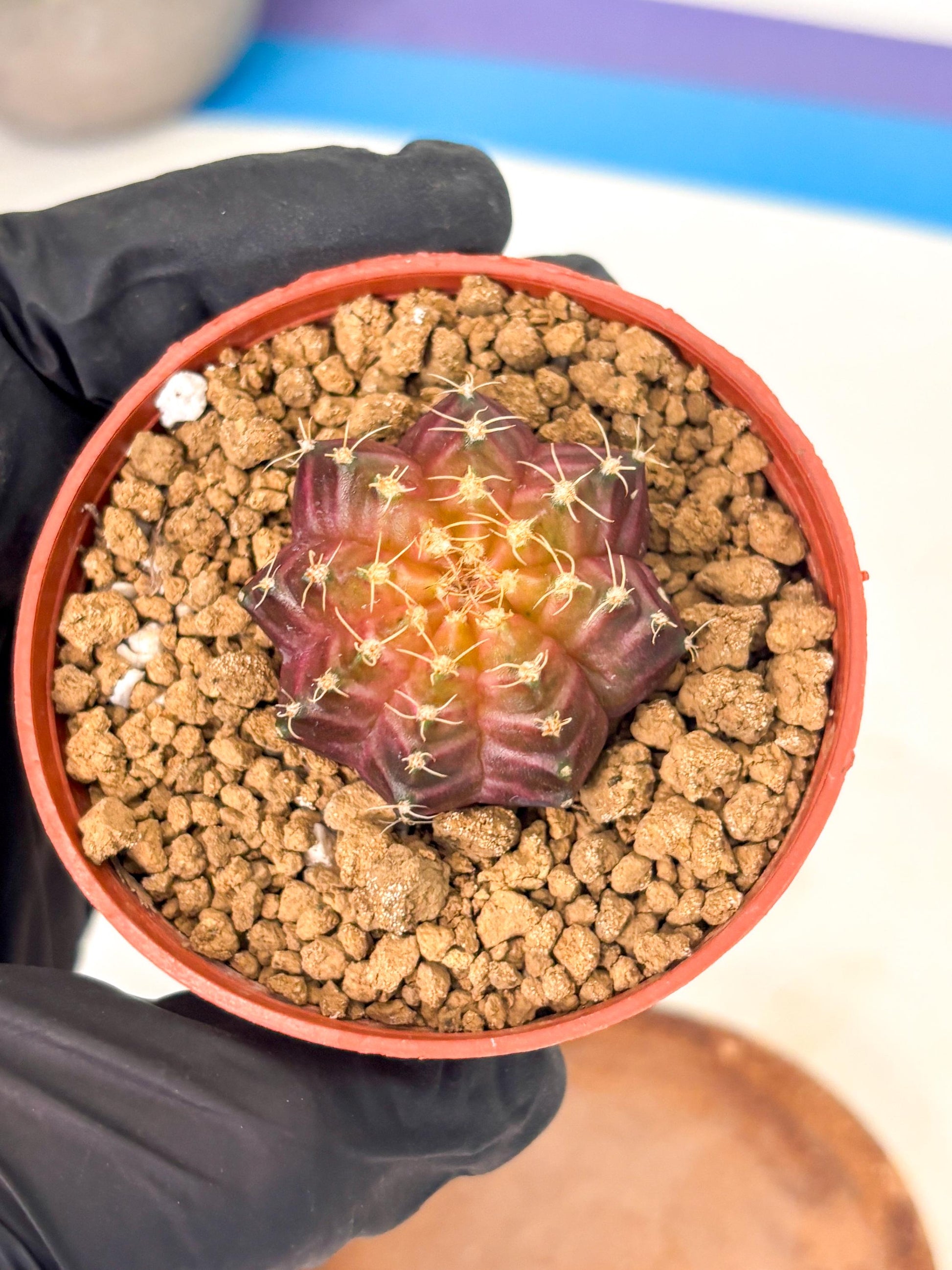 Gymnocalycium Neon (gy14) (p4) | Variegated cactus
