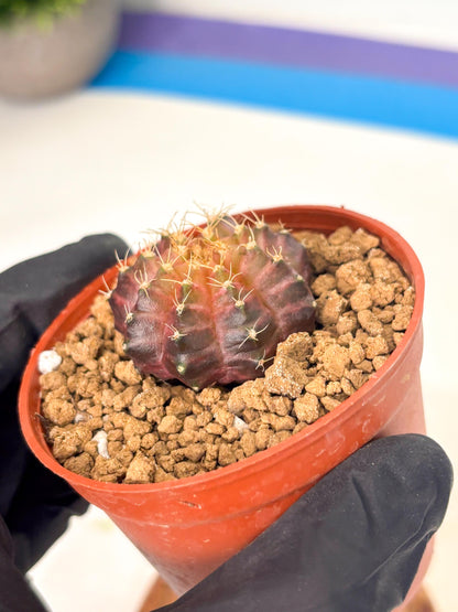 Gymnocalycium Neon (gy14) (p4) | Variegated cactus