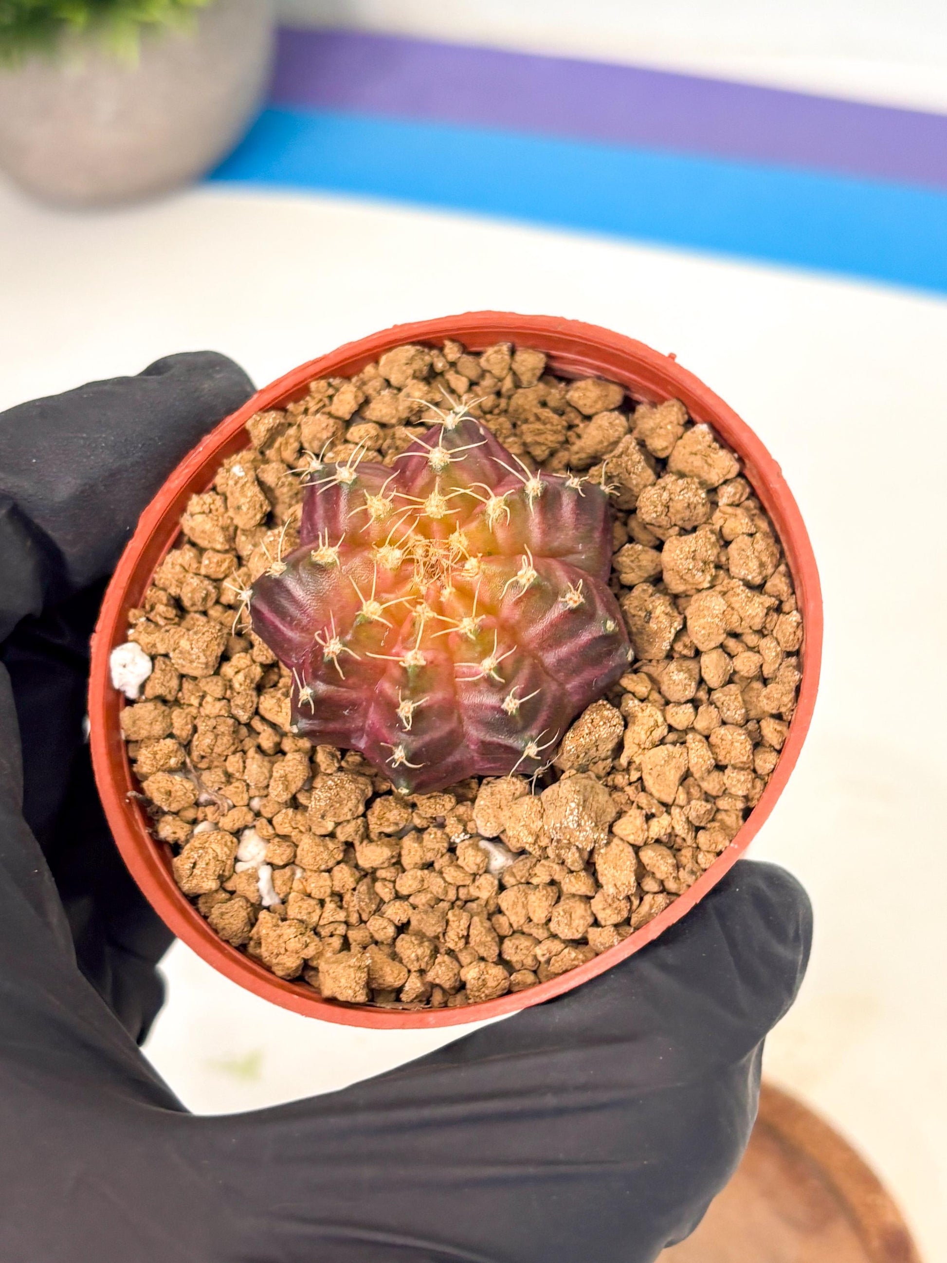 Gymnocalycium Neon (gy14) (p4) | Variegated cactus