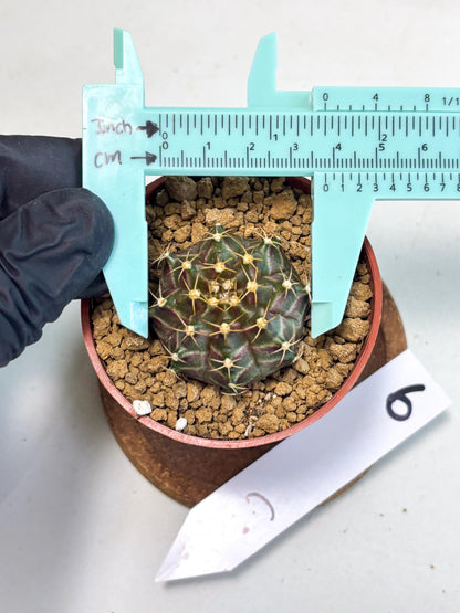 Gymnocalycium Neon (gy14) (p6) | Variegated cactus