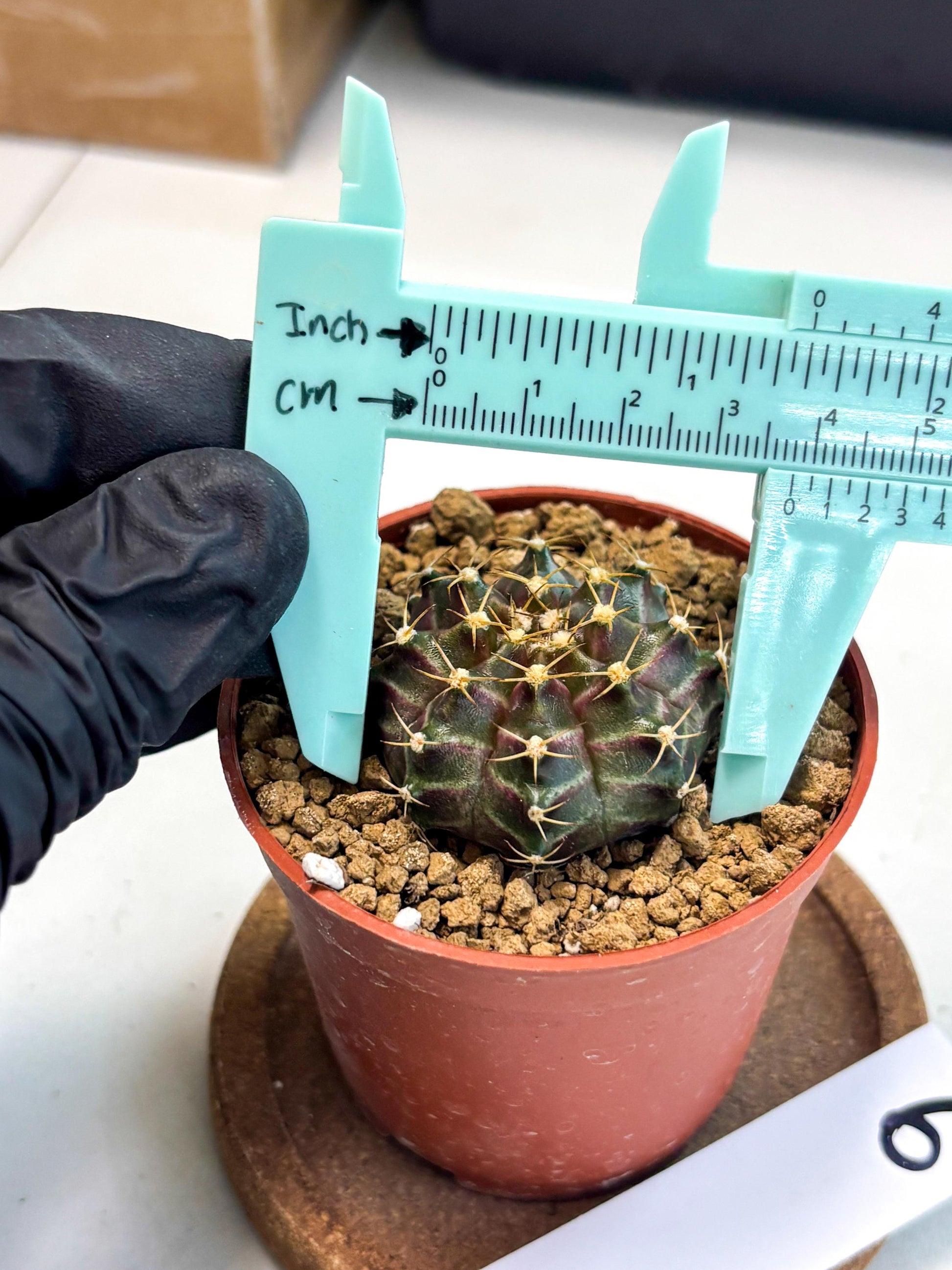 Gymnocalycium Neon (gy14) (p6) | Variegated cactus