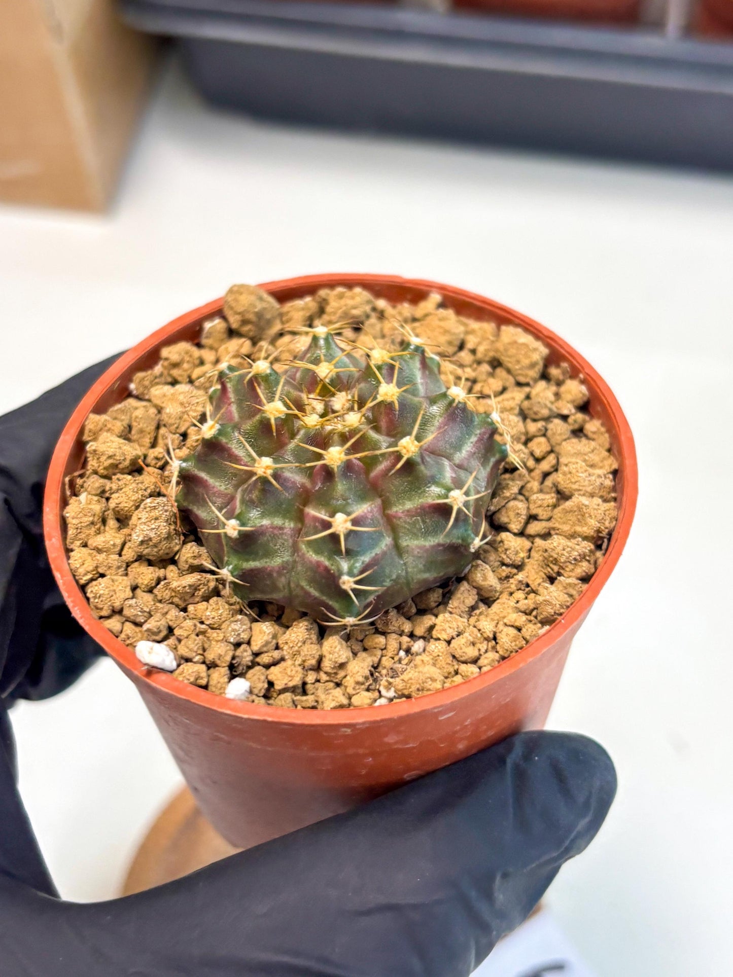 Gymnocalycium Neon (gy14) (p6) | Variegated cactus