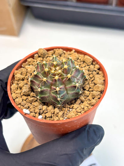 Gymnocalycium Neon (gy14) (p6) | Variegated cactus