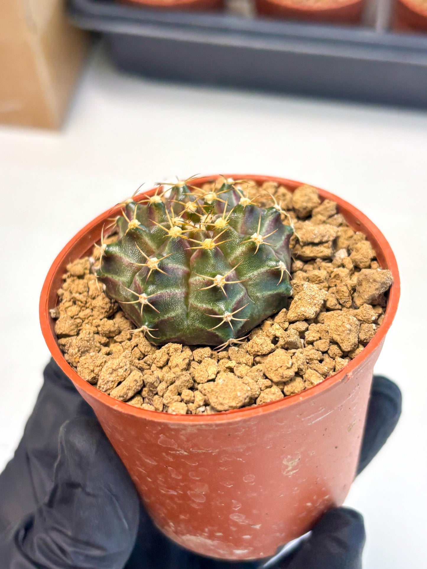 Gymnocalycium Neon (gy14) (p6) | Variegated cactus