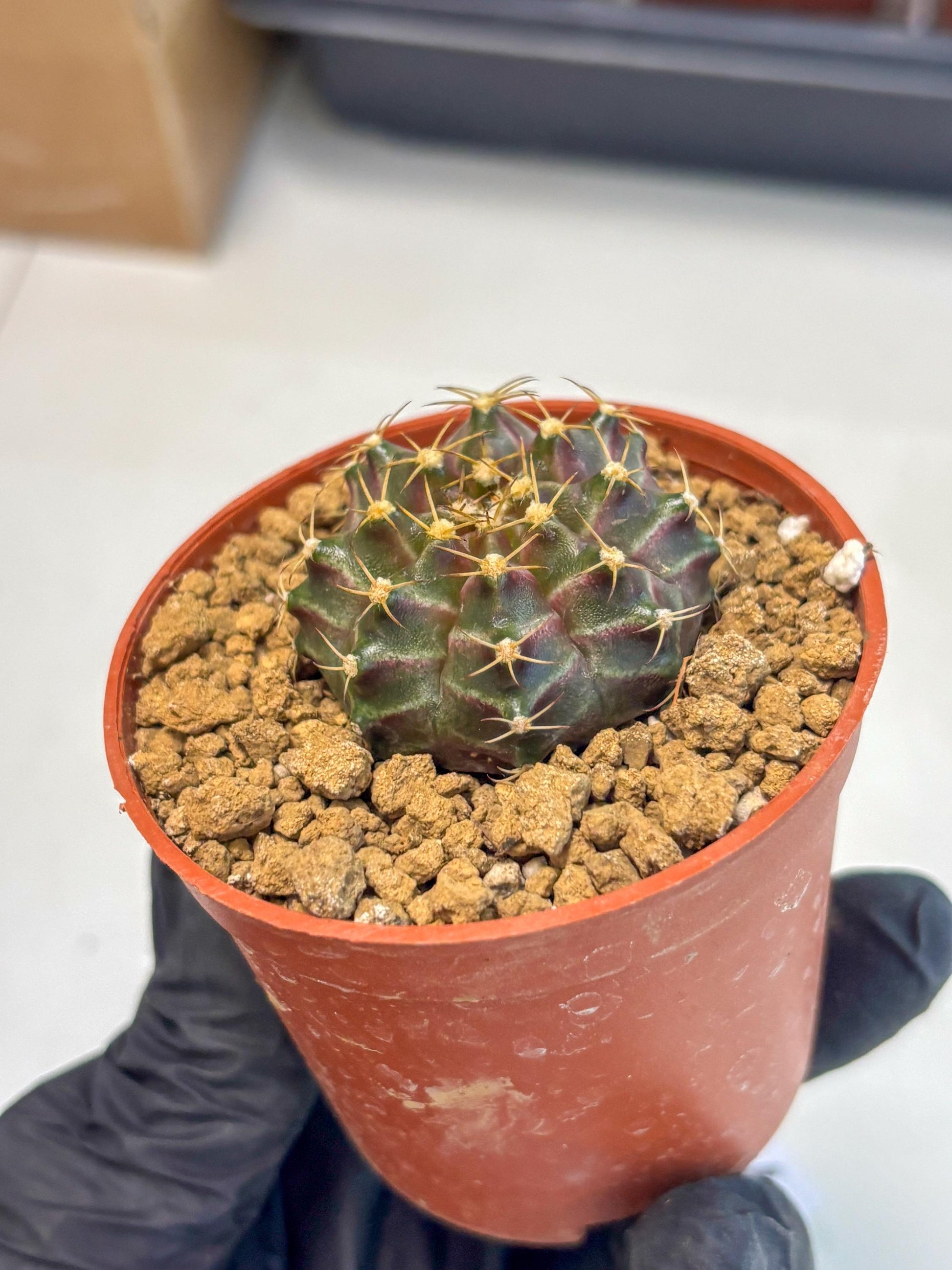Gymnocalycium Neon (gy14) (p6) | Variegated cactus