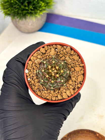 Gymnocalycium Neon (gy14) (p6) | Variegated cactus