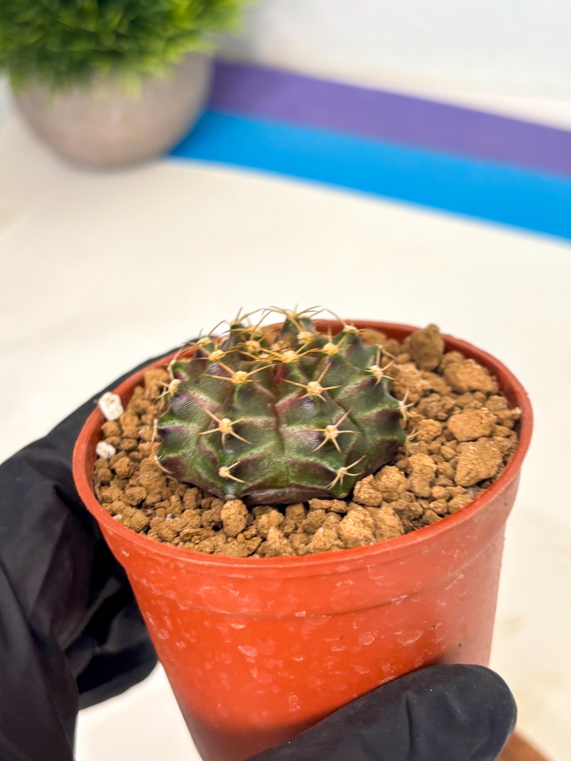 Gymnocalycium Neon (gy14) (p6) | Variegated cactus