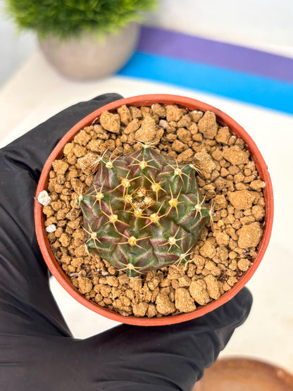 Gymnocalycium Neon (gy14) (p6) | Variegated cactus