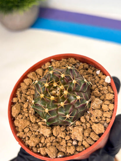 Gymnocalycium Neon (gy14) (p6) | Variegated cactus