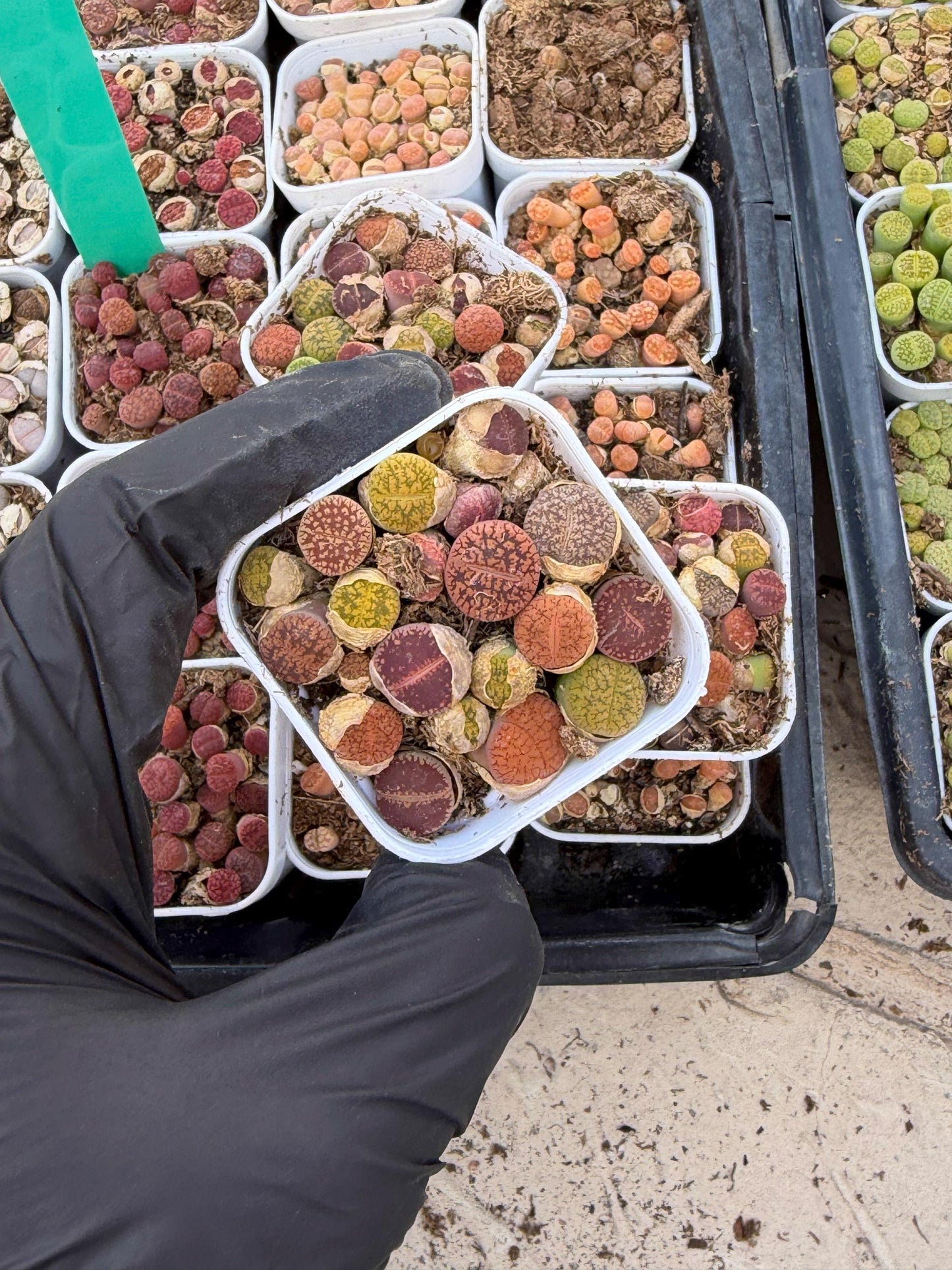 Mix Lithops (rr) | In 2inch Pots