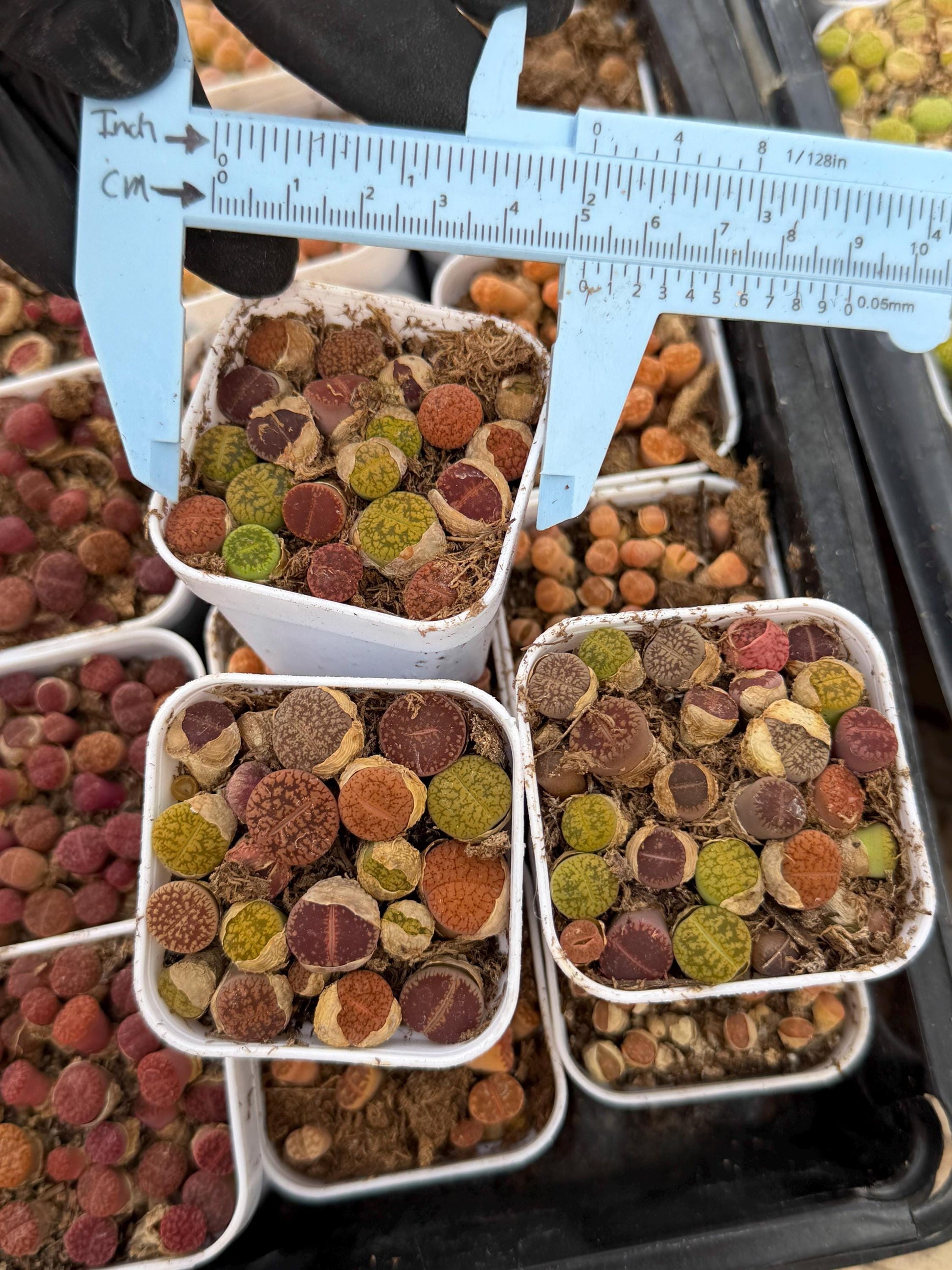 Mix Lithops (rr) | In 2inch Pots
