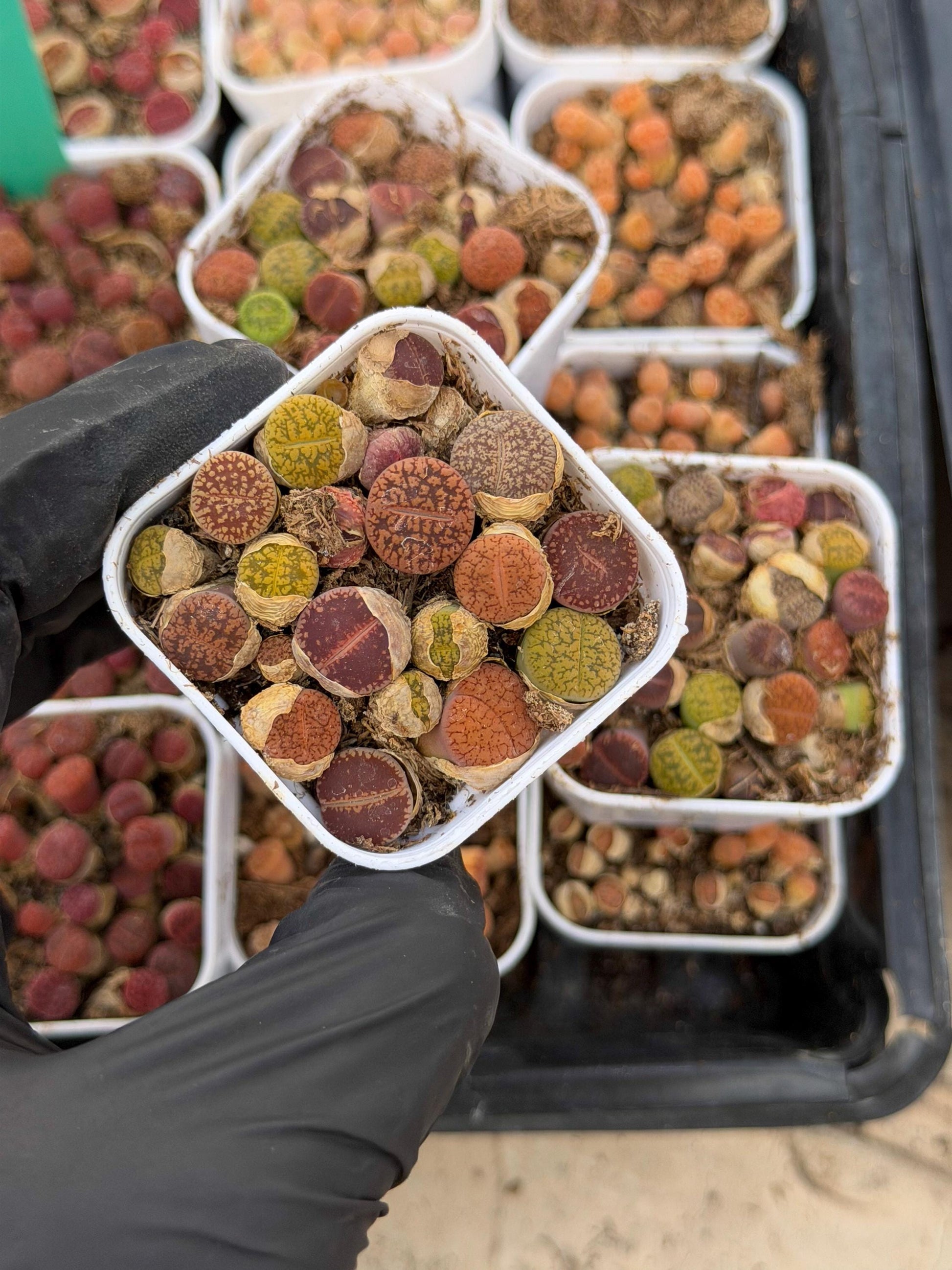 Mix Lithops (rr) | In 2inch Pots