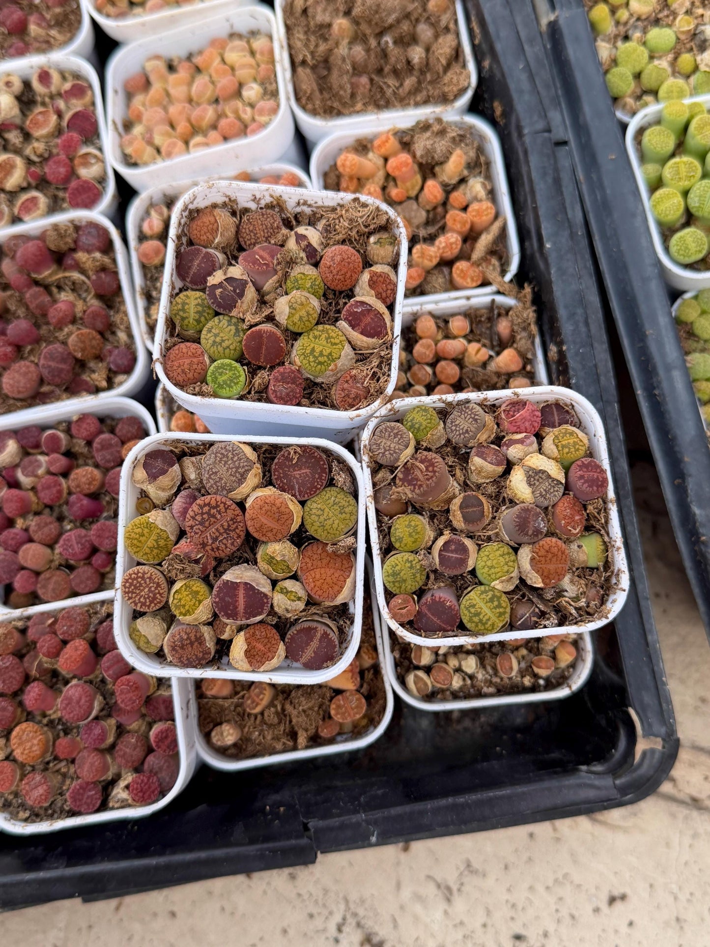Mix Lithops (rr) | In 2inch Pots