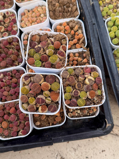 Mix Lithops (rr) | In 2inch Pots