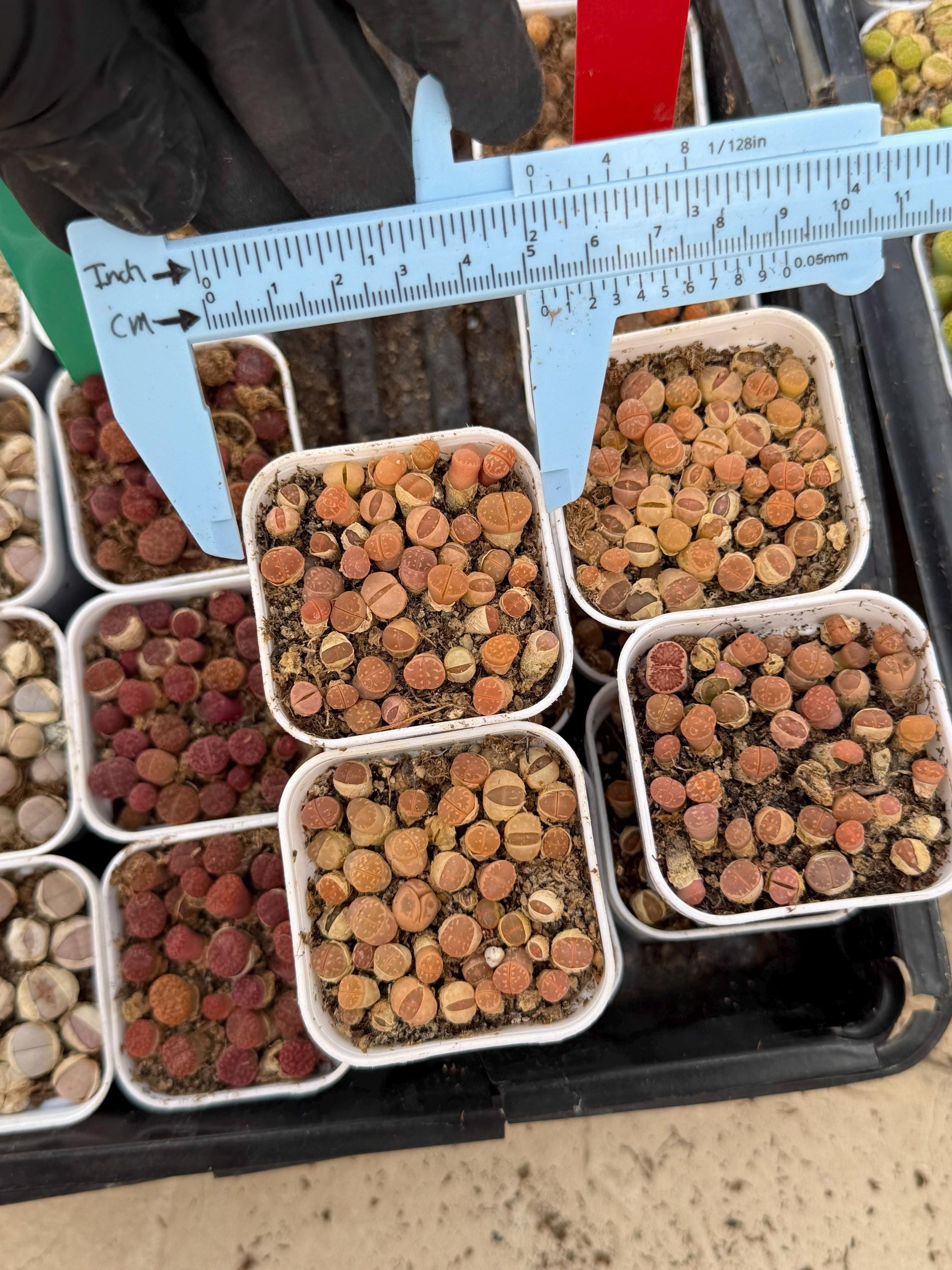 Brown Lithops (gg) | In 2inch Pots