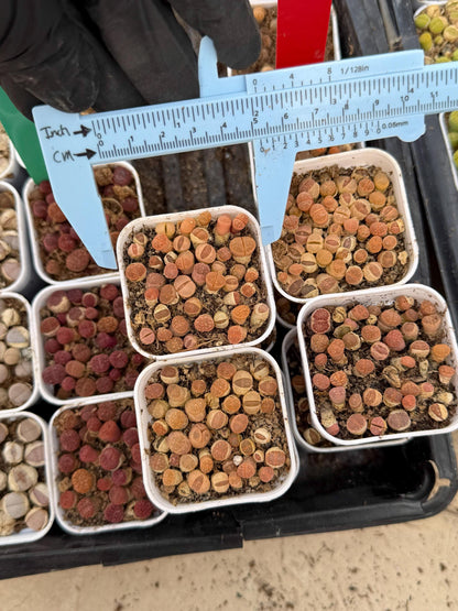 Brown Lithops (gg) | In 2inch Pots