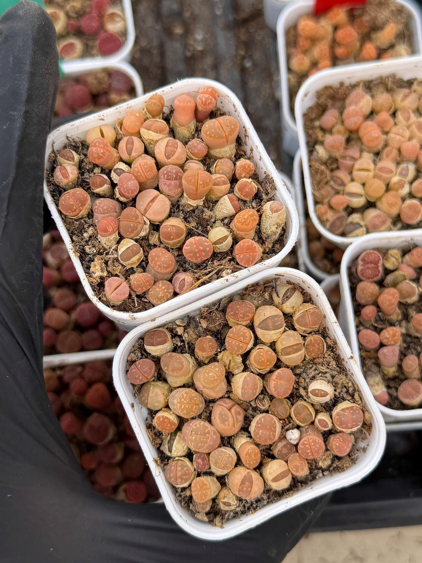 Brown Lithops (gg) | In 2inch Pots
