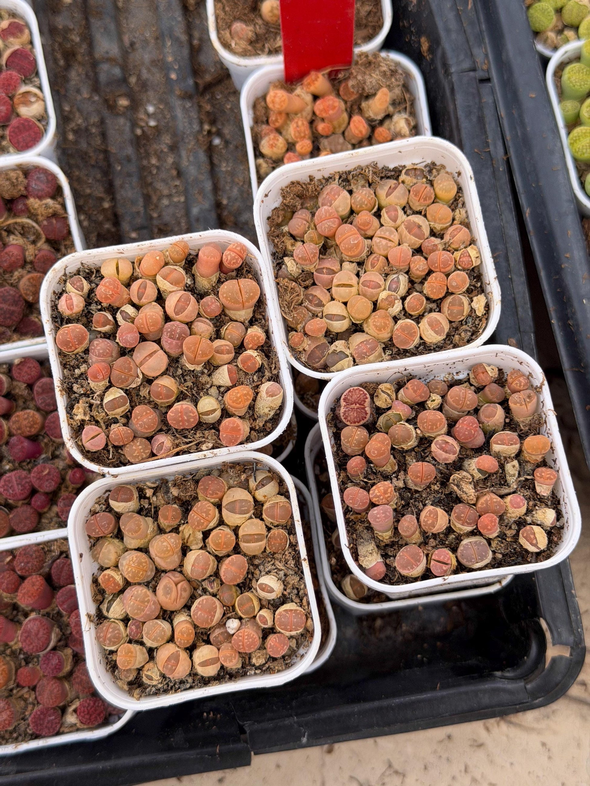 Brown Lithops (gg) | In 2inch Pots