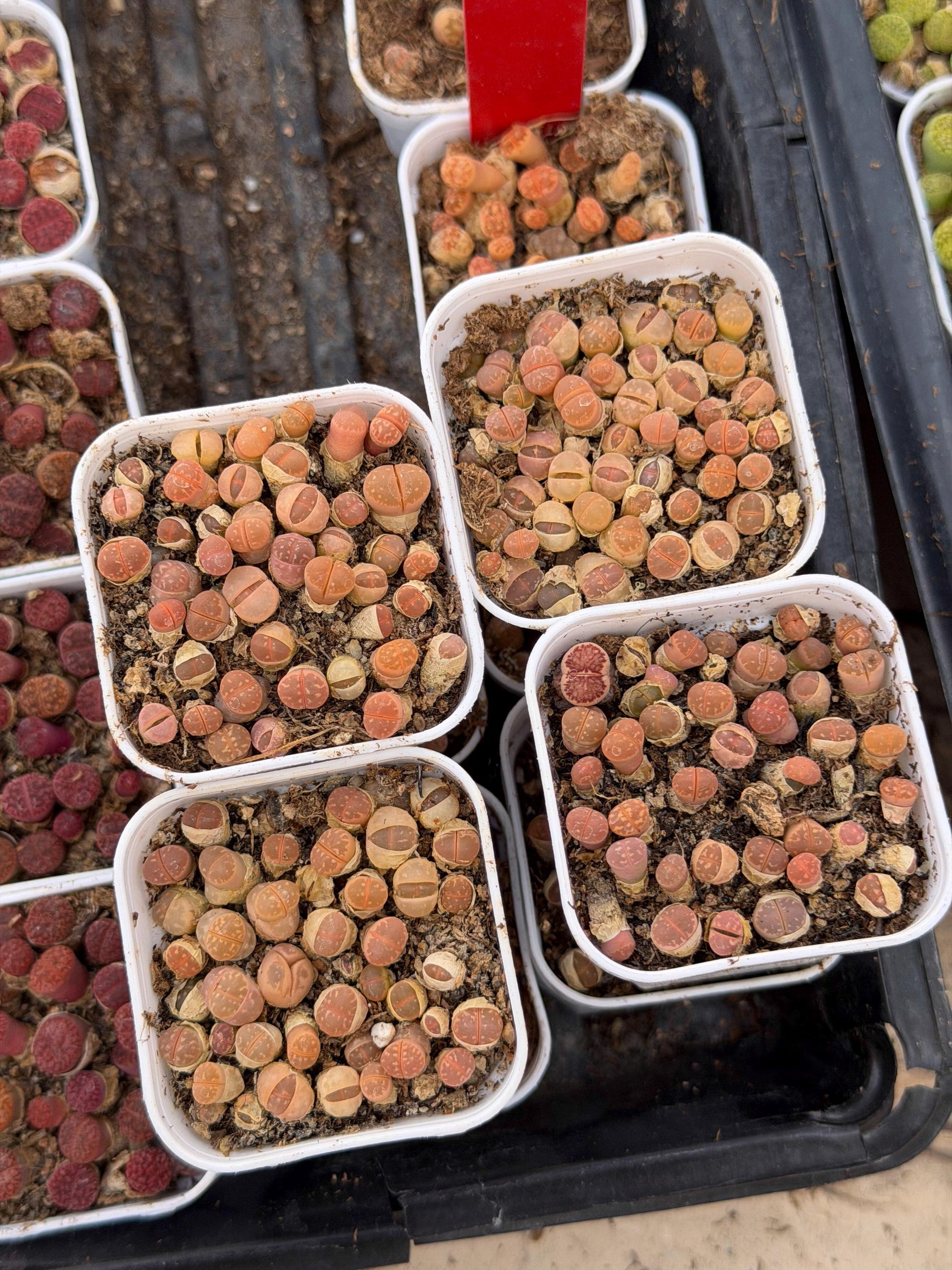 Brown Lithops (gg) | In 2inch Pots