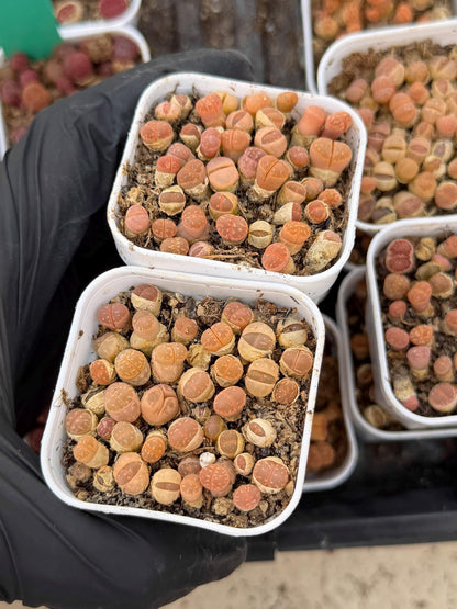 Brown Lithops (gg) | In 2inch Pots