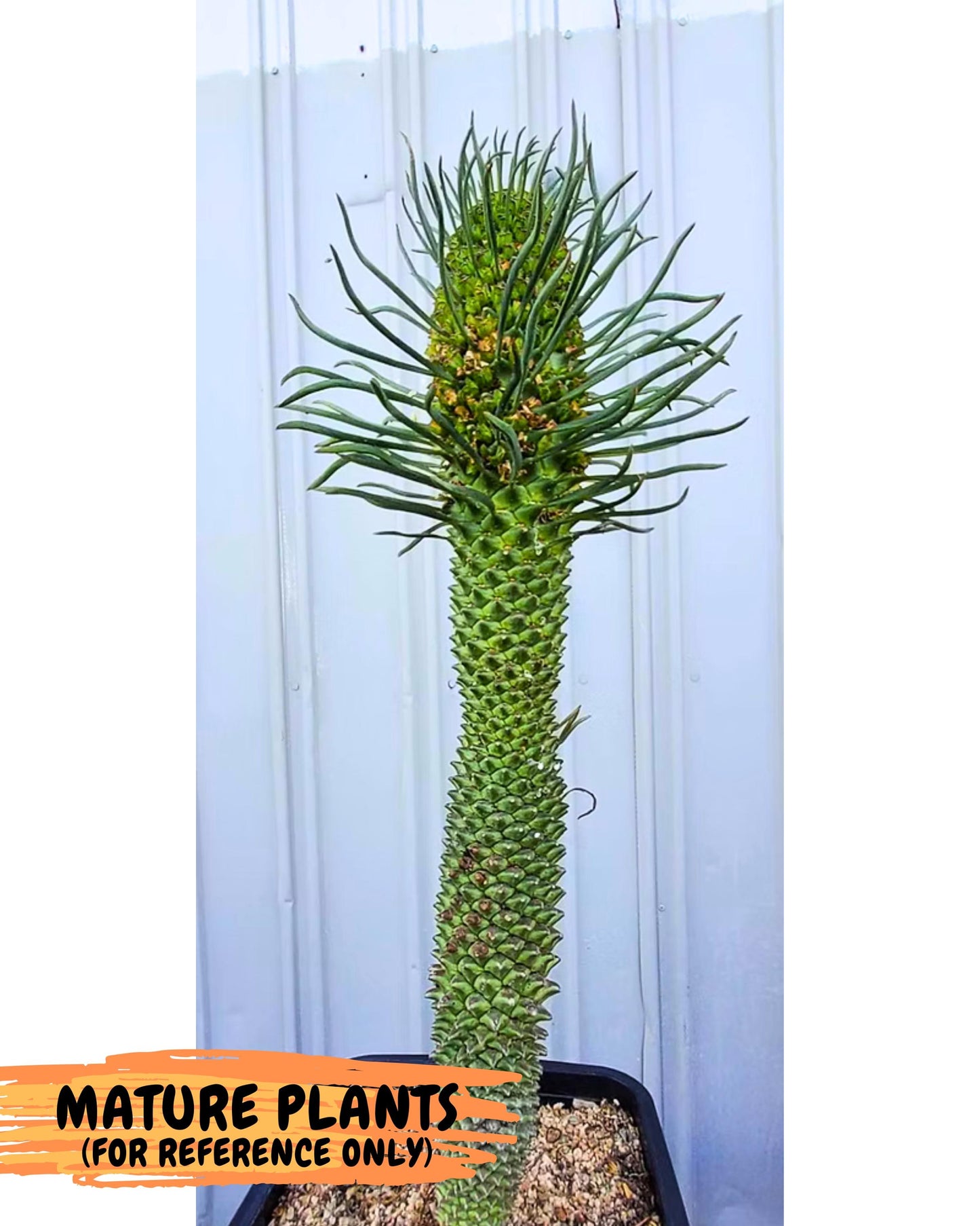 Rare Clandestina (1) | Indoor Plant