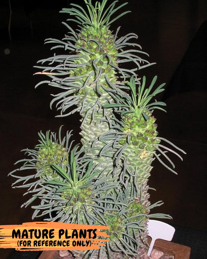 Rare Clandestina (2) | Indoor Plant