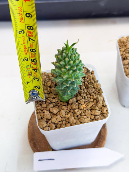 Rare Clandestina (1) | Indoor Plant
