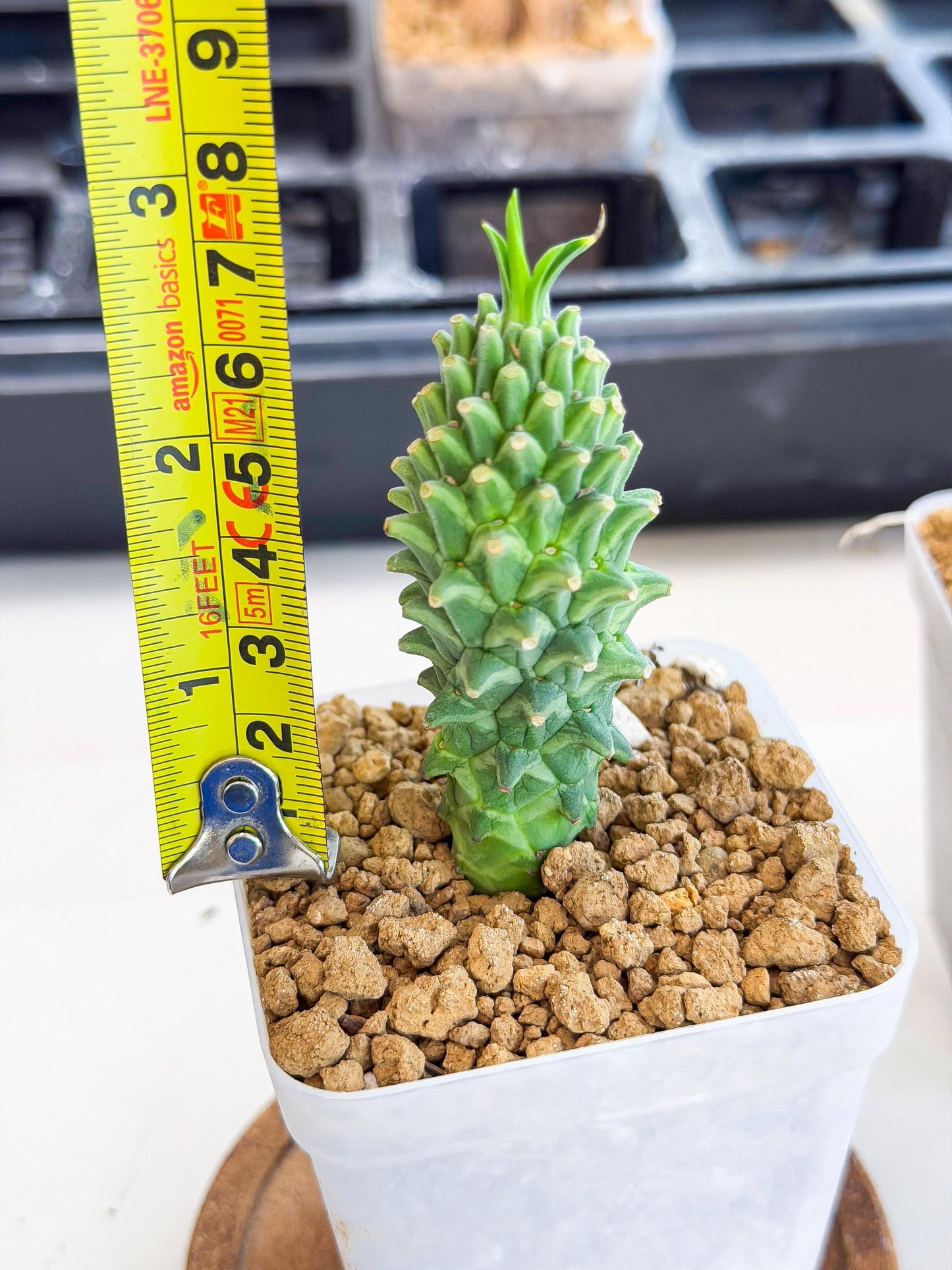 Rare Clandestina (1) | Indoor Plant