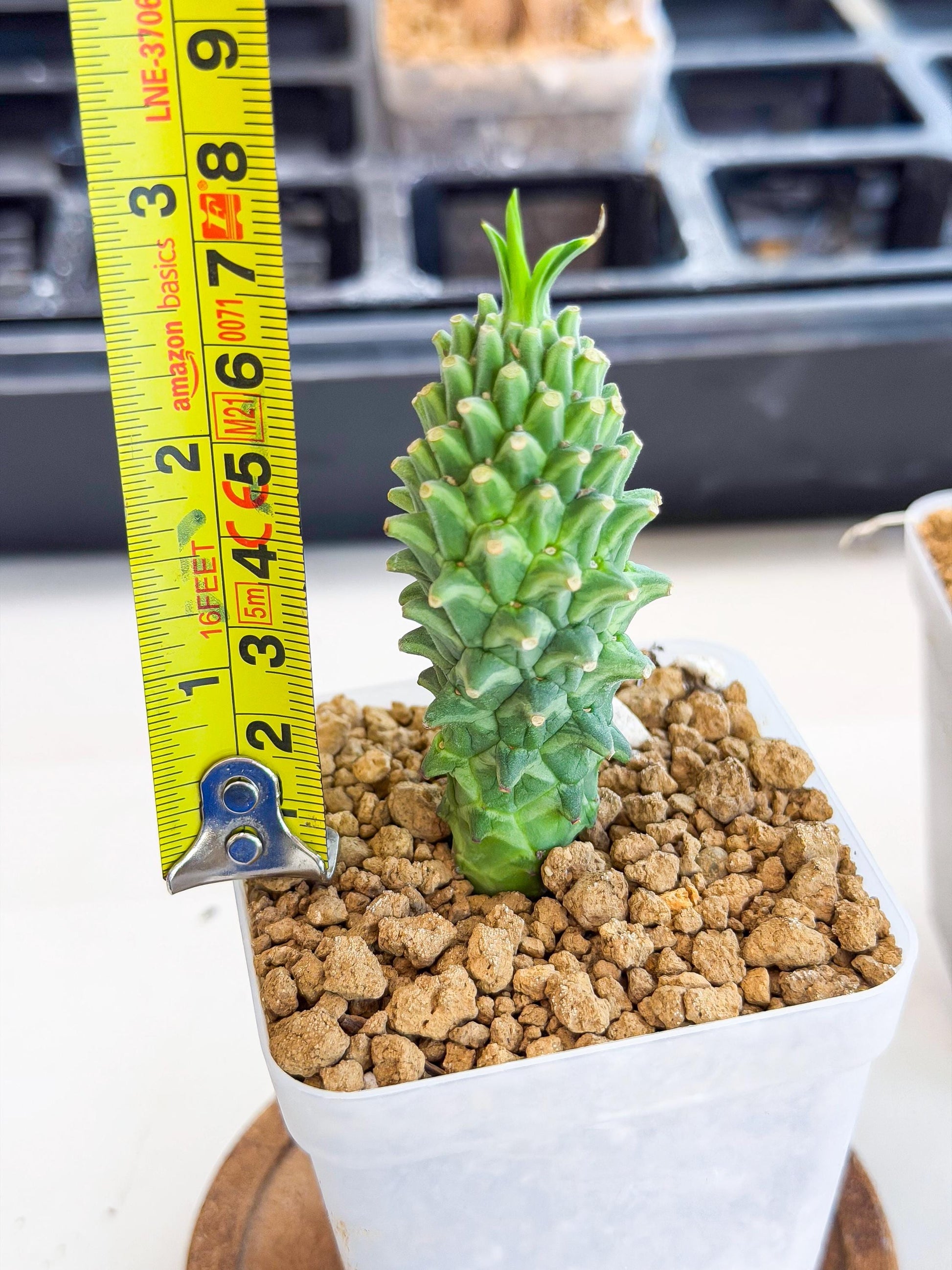 Rare Clandestina (1) | Indoor Plant