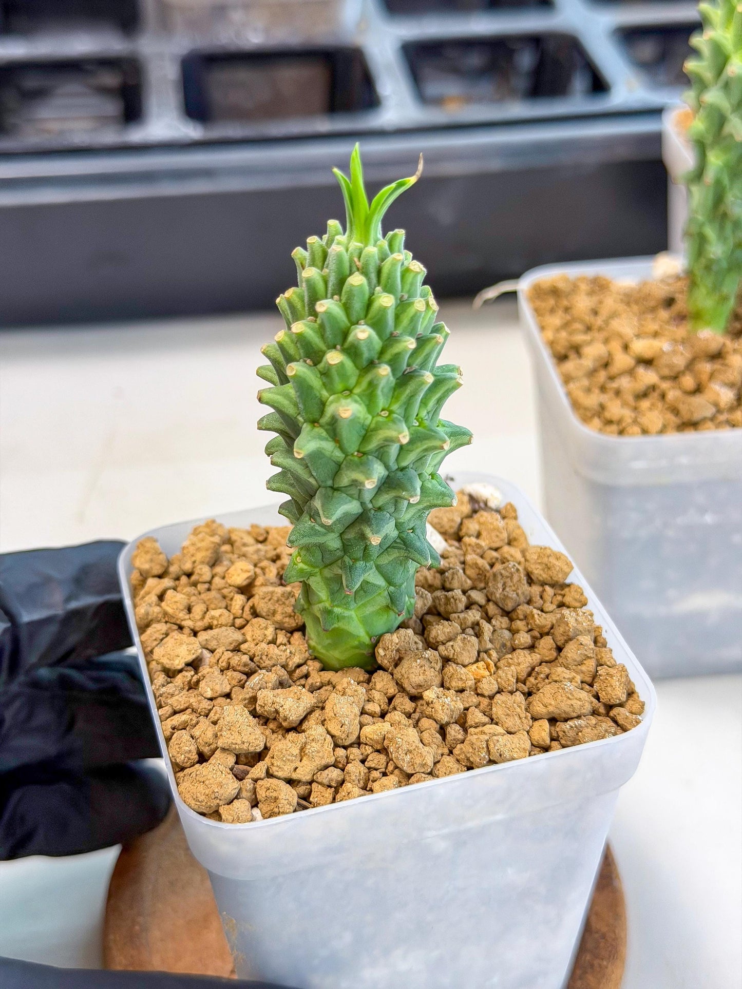 Rare Clandestina (1) | Indoor Plant