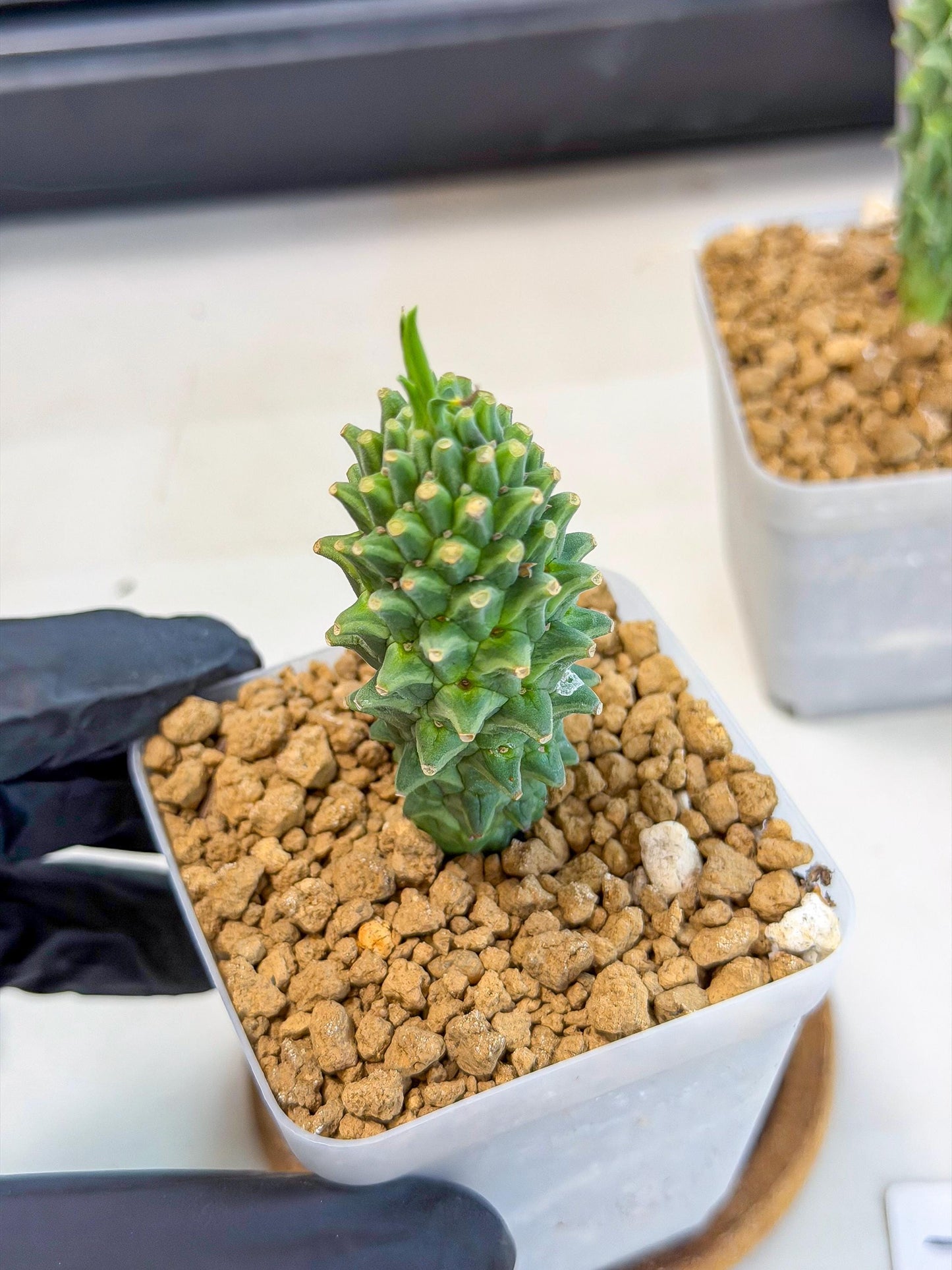 Rare Clandestina (1) | Indoor Plant