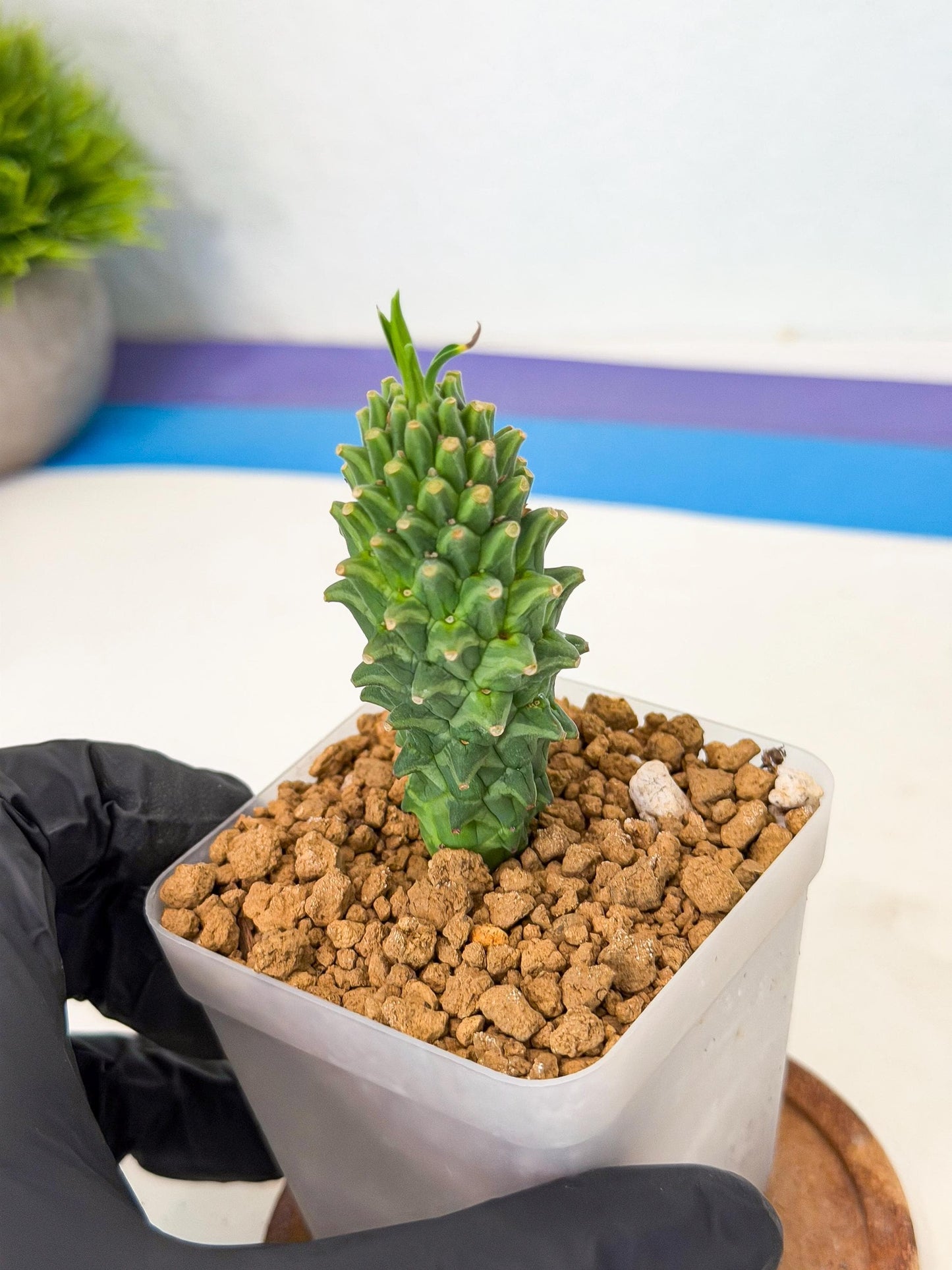 Rare Clandestina (1) | Indoor Plant