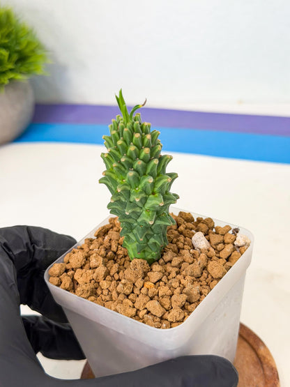 Rare Clandestina (1) | Indoor Plant