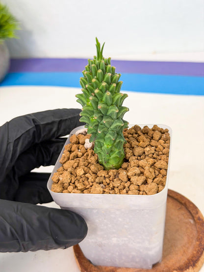 Rare Clandestina (1) | Indoor Plant