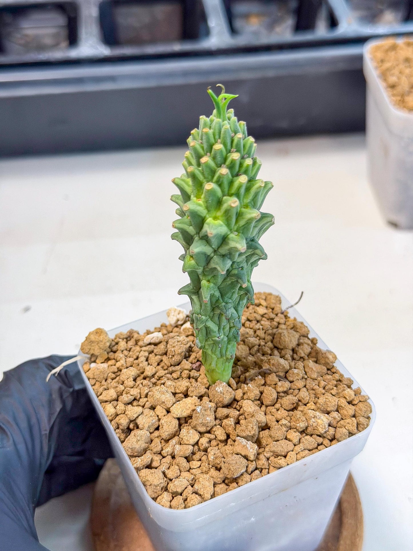 Rare Clandestina (2) | Indoor Plant