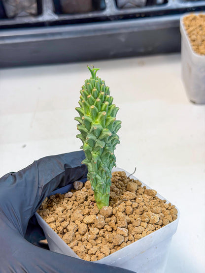 Rare Clandestina (2) | Indoor Plant